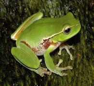 Wonders of the Tree Frog Empowerment Wonders of the Tree Frog Empowerment