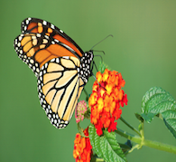 Butterfly-Transformation-