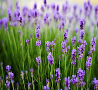 Lavander-Healing-Energy