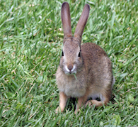 Fertility and Joy of the Rabbit Empowerment