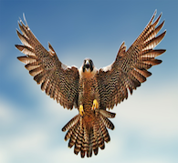 Free Spirit of the Falcon Empowerment