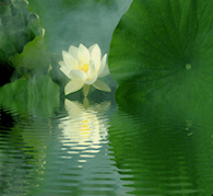 Heart Chakra Re-Programming