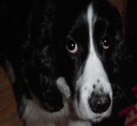 Heart of the Dog Empowerment