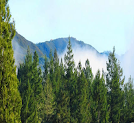 Magick & Abundance of the Pine and Cedar