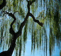 Magick & Healing Inspiration of the Willow