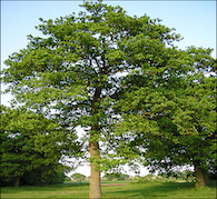 Magick & Strength of the Oak