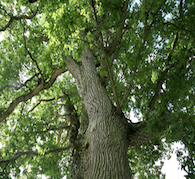 Magickal Tree Essence Empowerment
