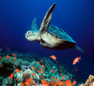 Ocean Friends Reiki
