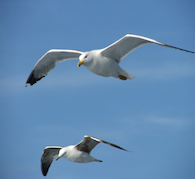 Playful Tricks of the Sea Gull Empowerment