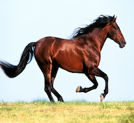 Power of the Horse Empowerment