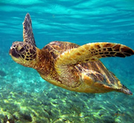 Sea Turtle Empowerment