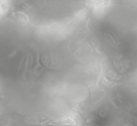 Silver Mist