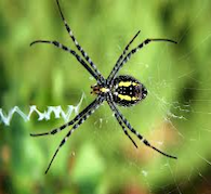 Spirit of the Spider Medicine