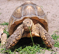 Spirit of the Tortoise Empowerment